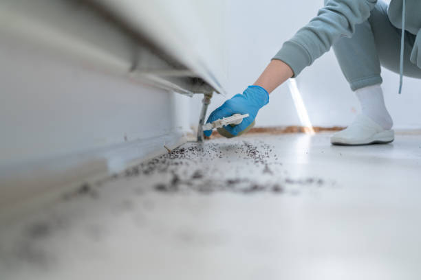 Best Flea Control Services  in Laporte, CO